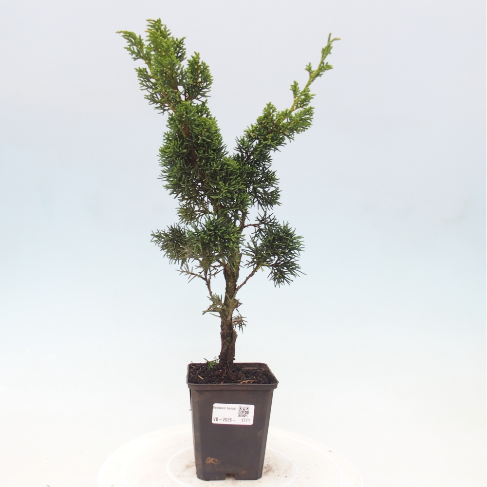 Bonsaï d'extérieur - Juniperus chinensis Kishu