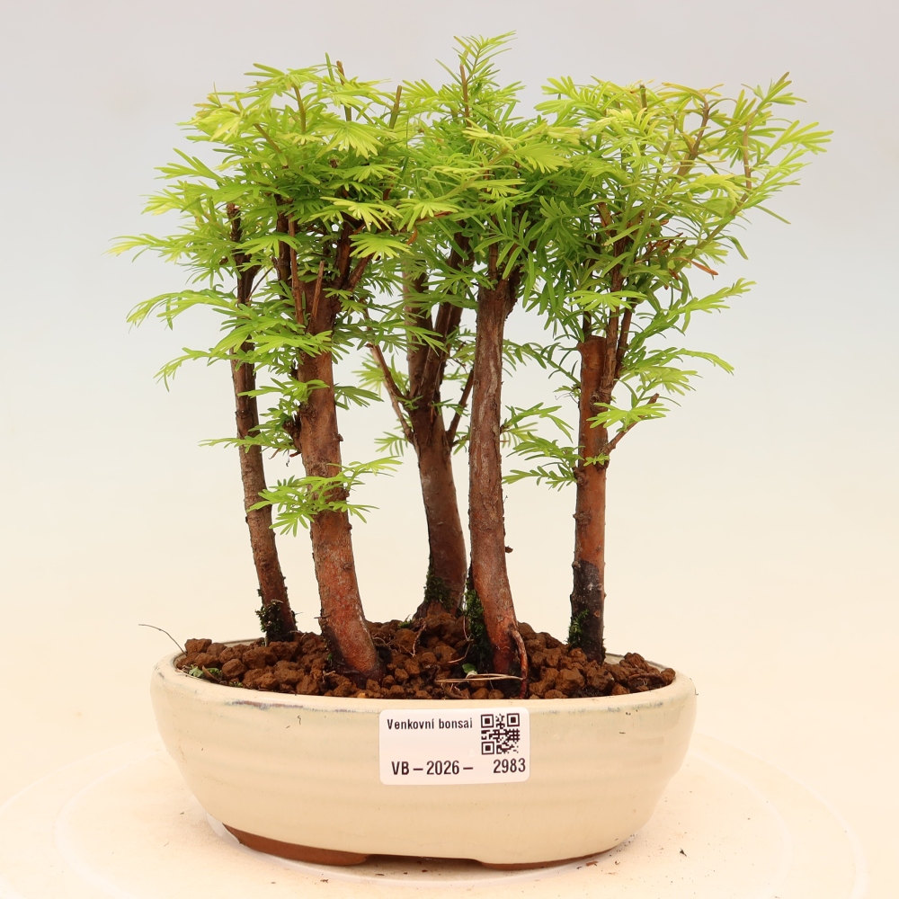 Bonsaï d'extérieur - Metasequoia glyptostroboides - Métaséquoia de Chine - petit bosquet