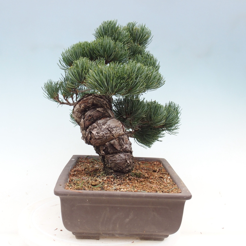 Bonsaï d'extérieur - Pinus parviflora - Pinus parviflora