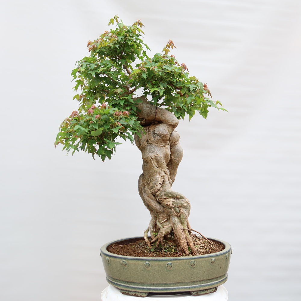 Bonsaï d'extérieur - Maple Burger - Acer Burgerianum
