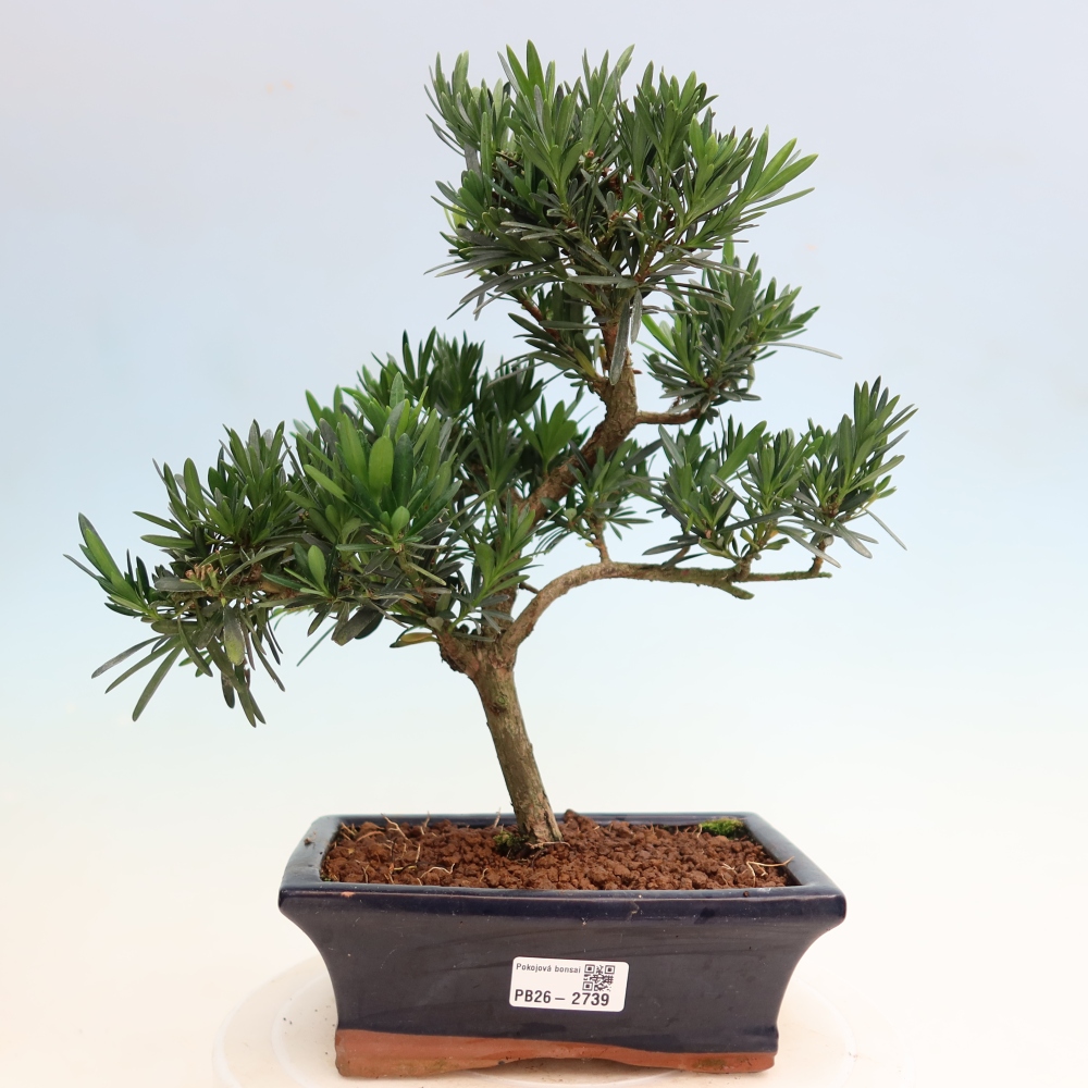 Salle bonsaï - Podocarpus - If en pierre