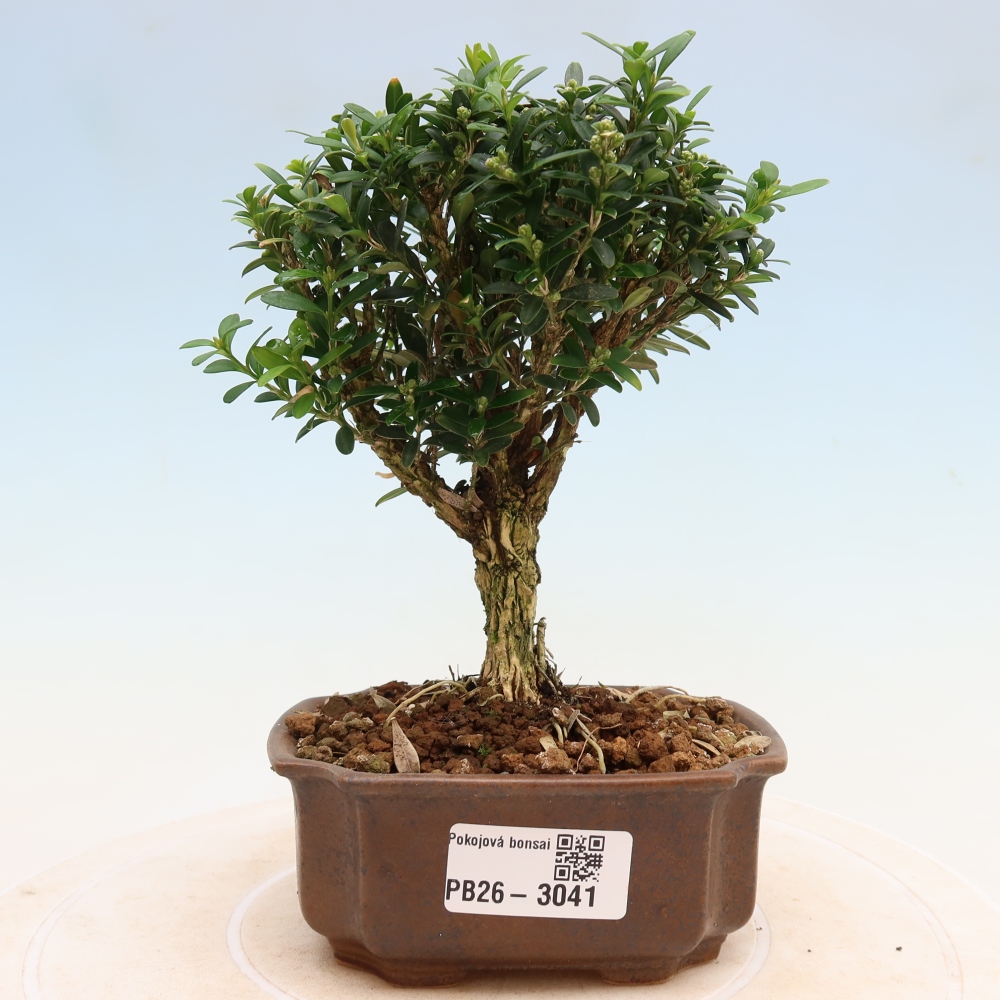 Bonsaï de chambre - Buxus harlandii - buxus liège