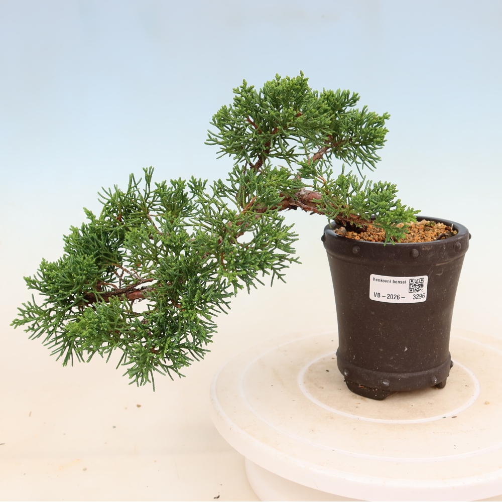 Bonsaï d'extérieur - Juniperus chinensis Kishu
