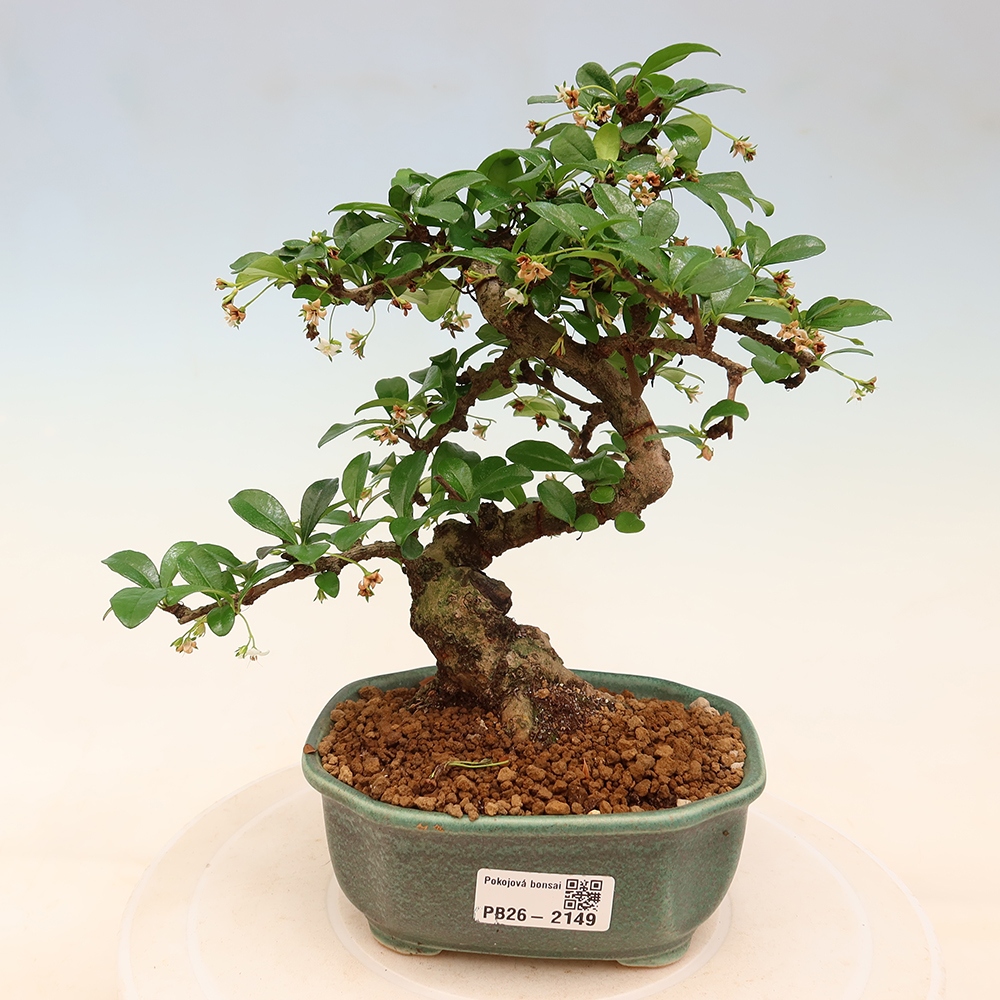 Bonsaï de chambre - Carmona macrophylla - Tea fuki