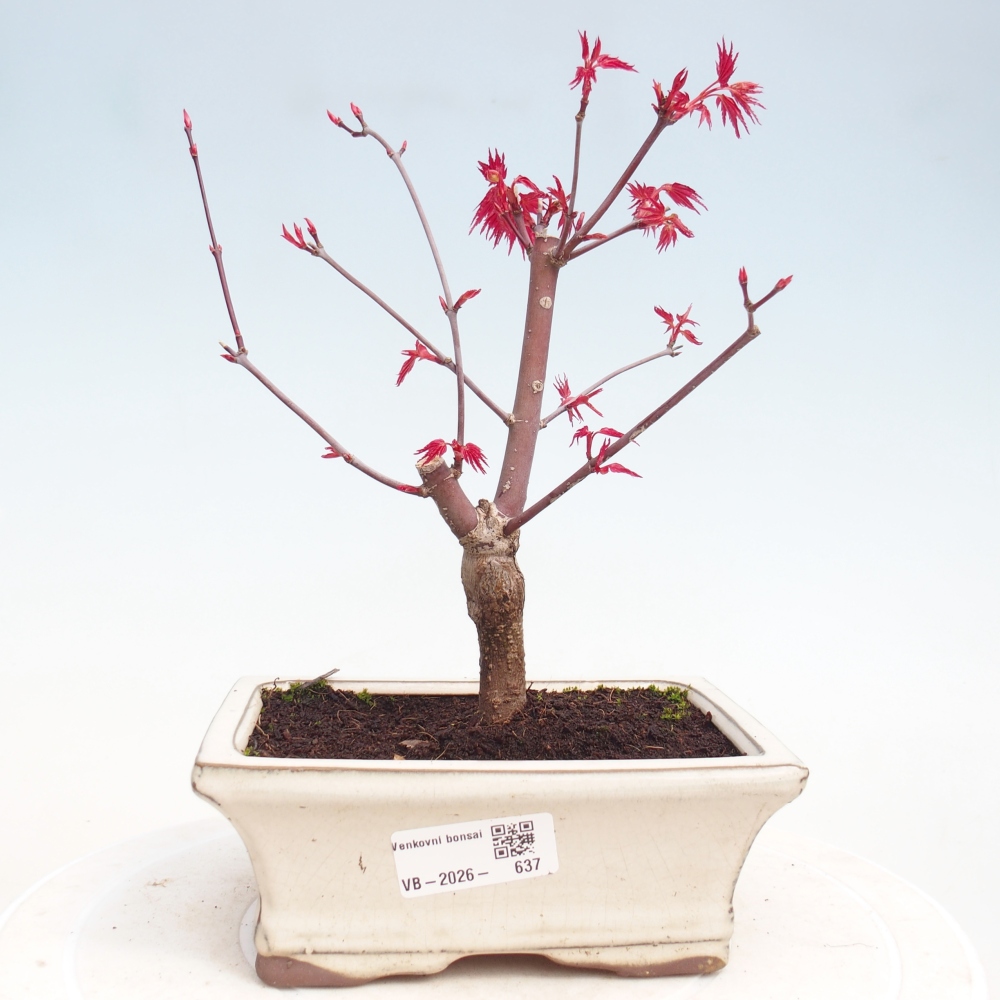 Bonsaï d'extérieur - Acer palmatum DESHOJO