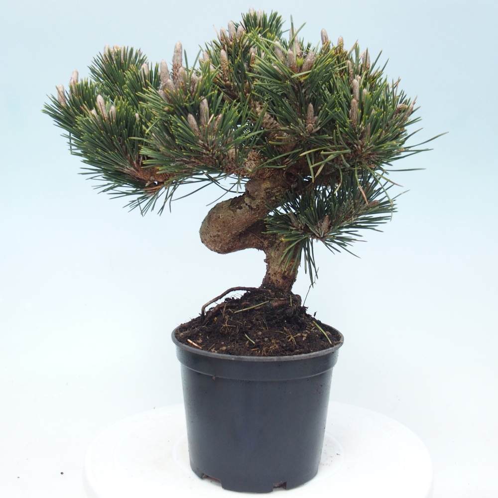 Bonsaï d'extérieur - Pinus thunbergii senjyumaru - Pin de Thunberg