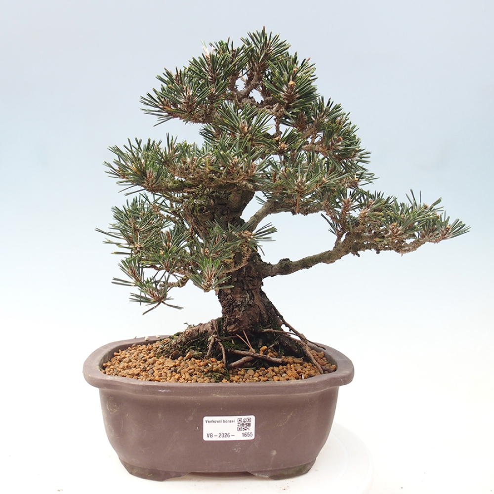 Bonsaï d'extérieur - Pinus thunbergii Kotobuki - Pin de Thunberg