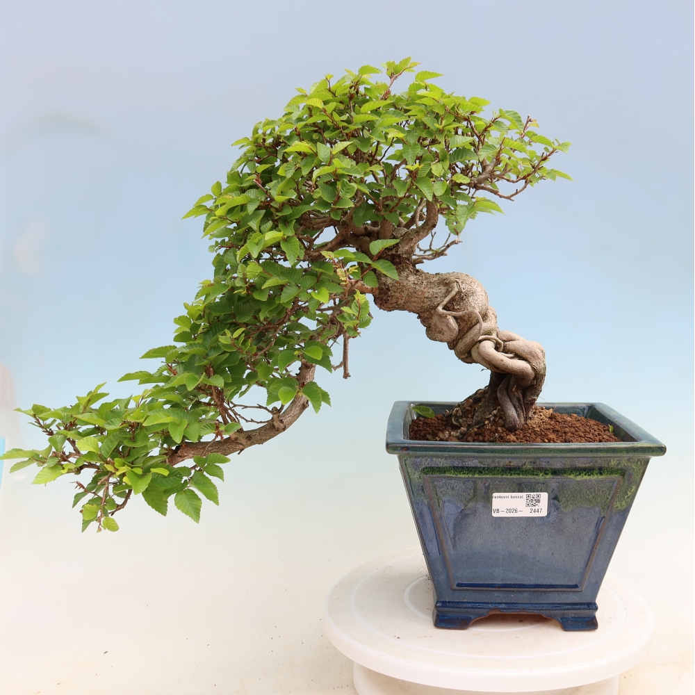 Bonsaï d'extérieur -Carpinus Coreana - Charme de Corée