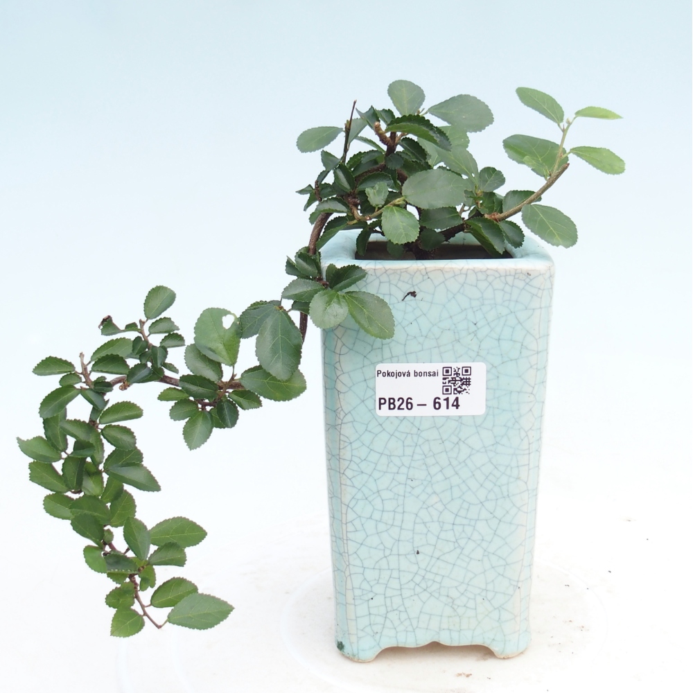 Bonsaï d'intérieur - Grewia occidentalis - Etoile de mer lavande