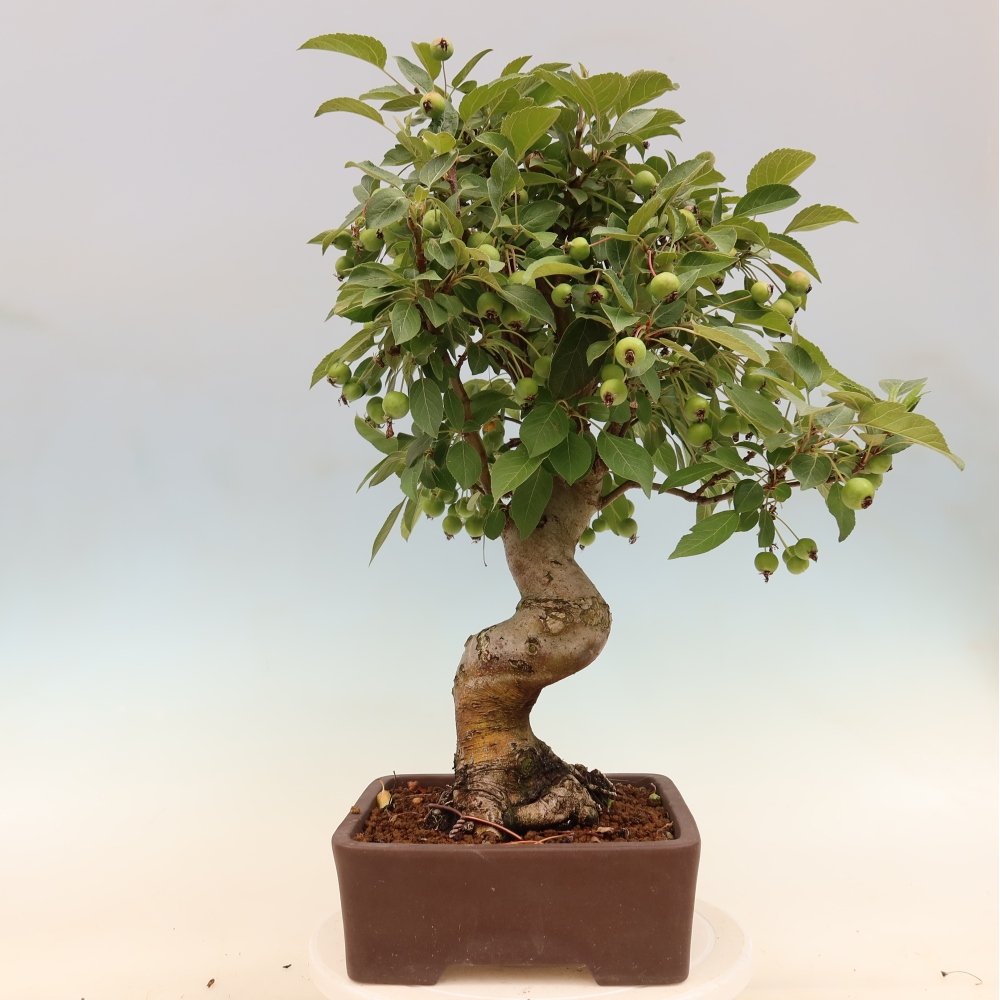 Bonsaï d'extérieur -Malus halliana - Pommier à petits fruits