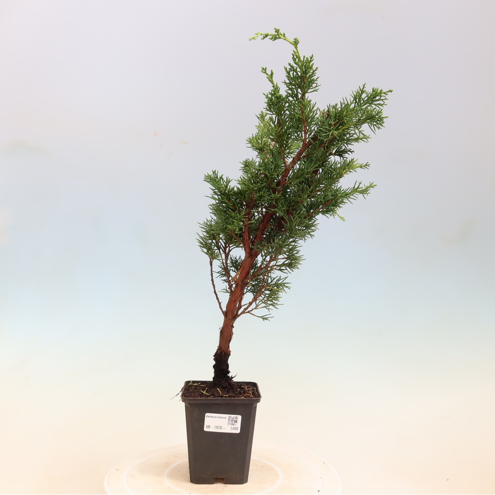 Bonsaï d'extérieur - Juniperus chinensis Kishu