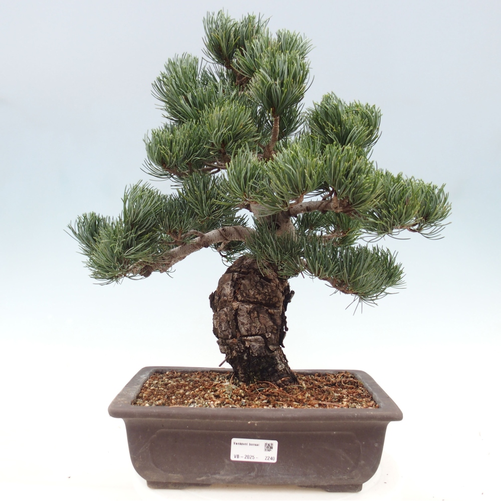 Bonsaï d'extérieur - Pinus parviflora - Pinus parviflora