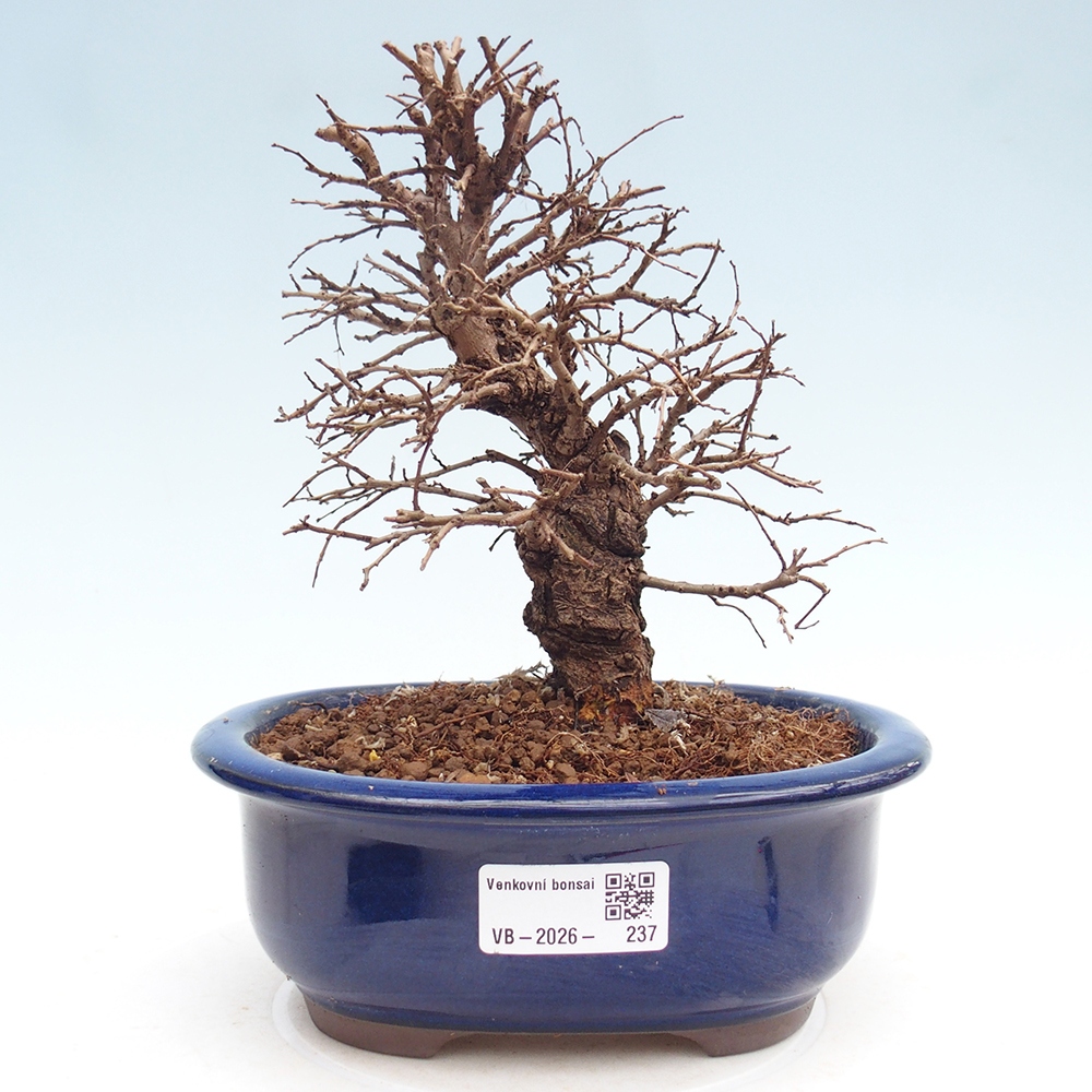 Bonsaï d'extérieur - Zelkova - Zelkova NIRE