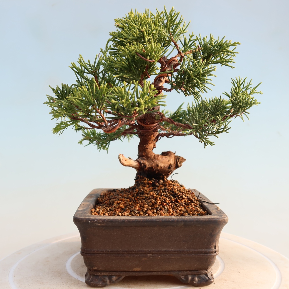 Bonsaï d'extérieur - Juniperus chinensis Itoigawa
