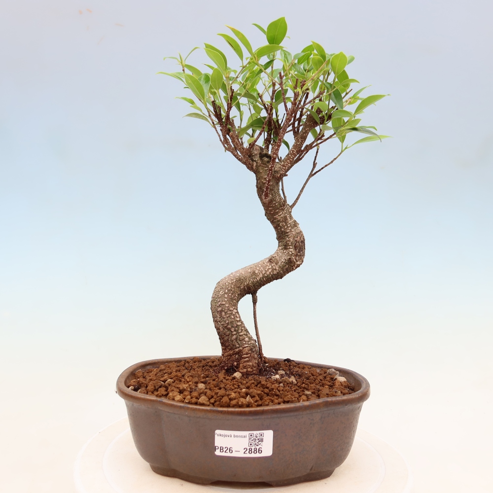 Salle bonsaï - Ficus kimmen - ficus à petites feuilles