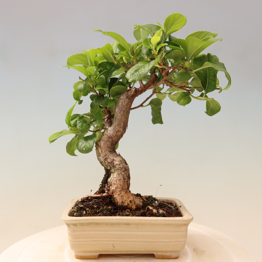 Bonsaï d'extérieur - Celastrus orbiculatus