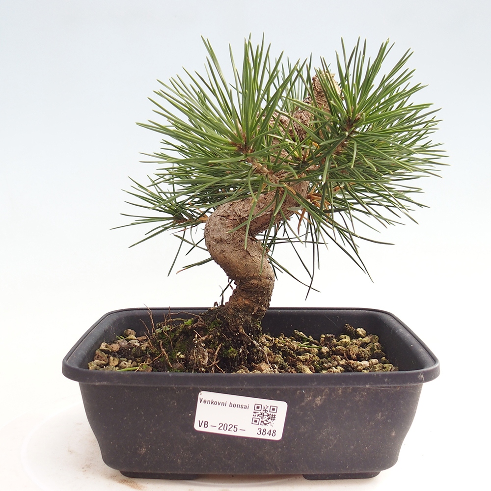 Bonsaï d'extérieur - Pinus thunbergii - Pin de Thunberg
