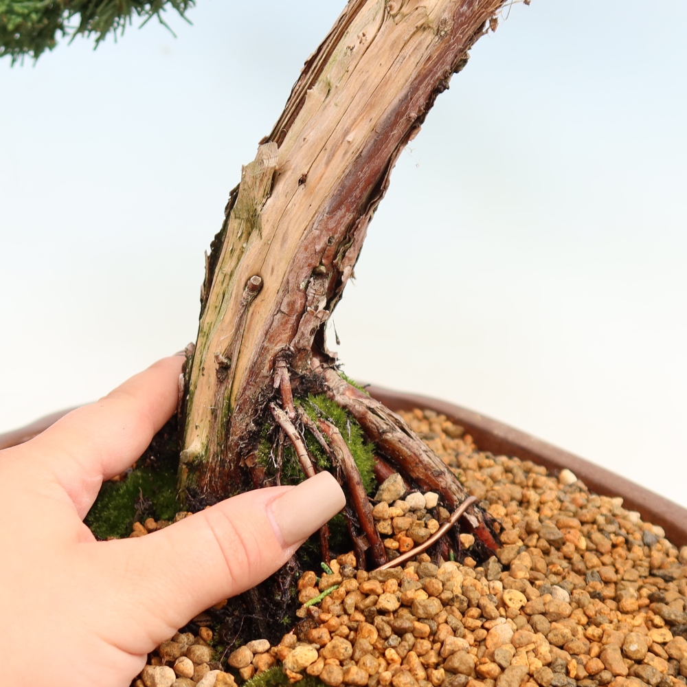 Bonsaï d'extérieur - Juniperus chinensis Kishu