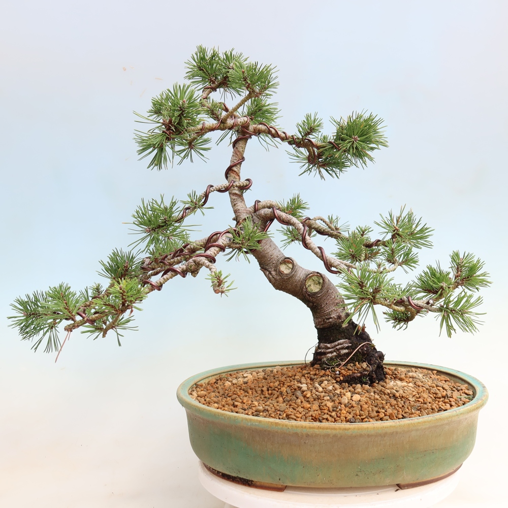 Bonsaï d'extérieur - Pinus mugo Humpy  - Pin nain