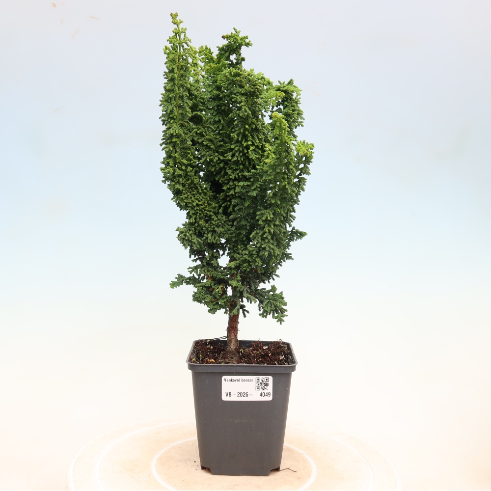 Bonsaï d'extérieur - Cham. obtusa SEKKA HINOKI - Cyprès