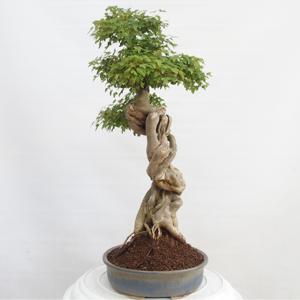 Bonsaï d'extérieur - Acer Buergerianum - Burger Maple
