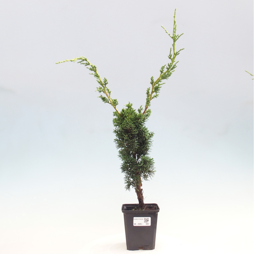Bonsaï d'extérieur - Juniperus chinensis Kishu