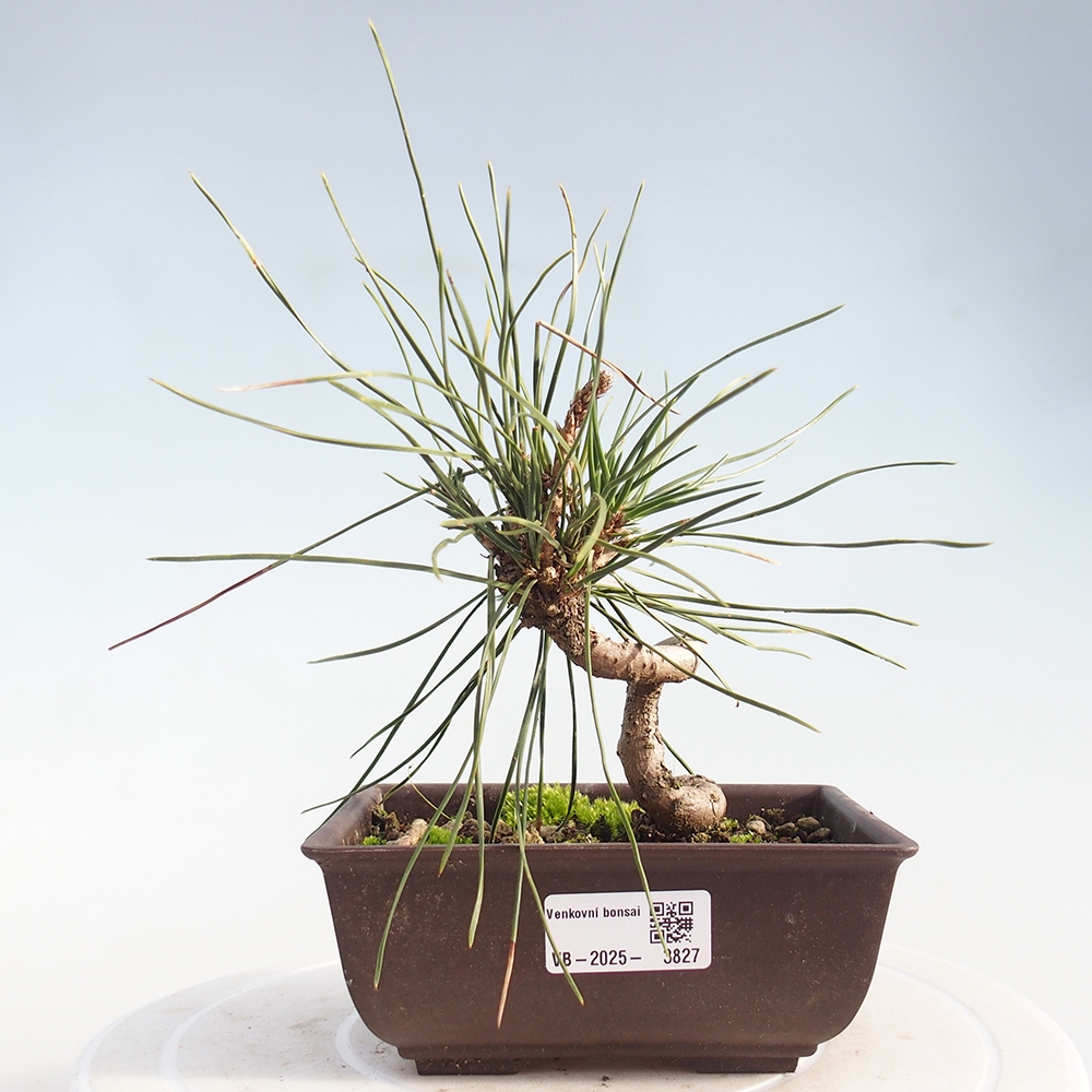 Bonsaï d'extérieur - Pinus thunbergii - Pin de Thunberg