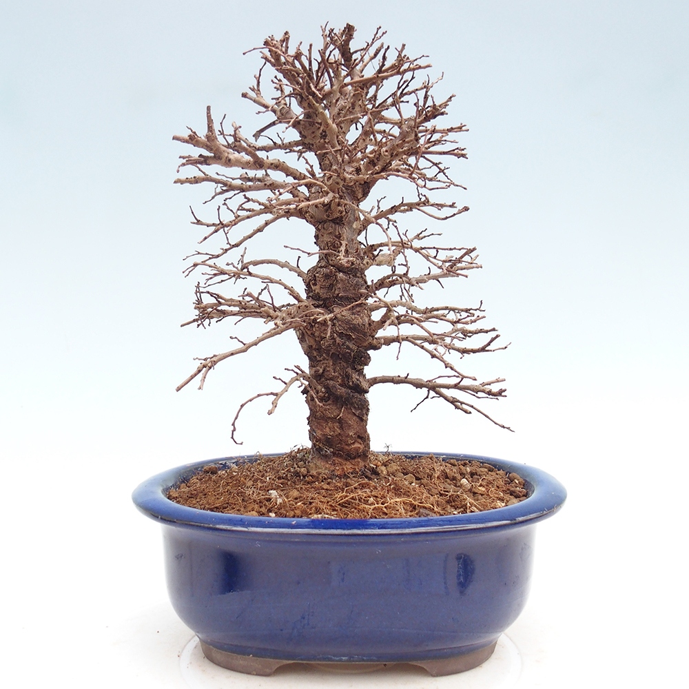 Bonsaï d'extérieur - Zelkova - Zelkova NIRE