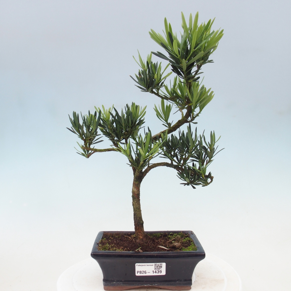 Salle bonsaï - Podocarpus - If en pierre