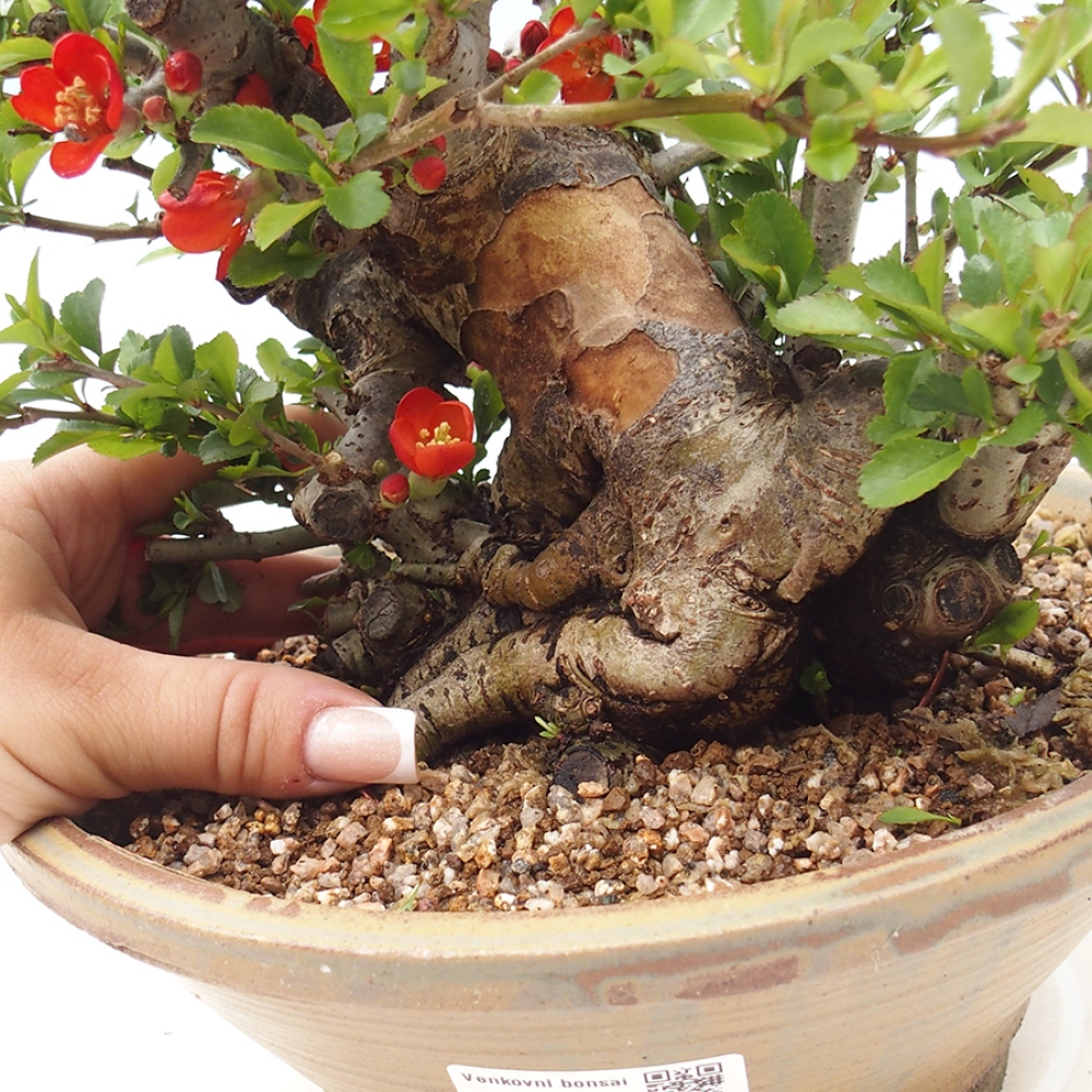 Bonsaï d'extérieur - Chaneomeles speciosa - Coing