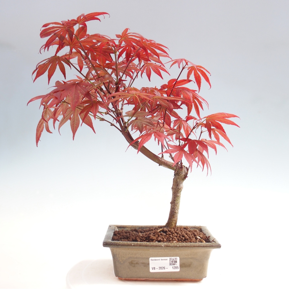 Bonsaï d'extérieur - Acer palm. Atropurpureum-Javor palmate