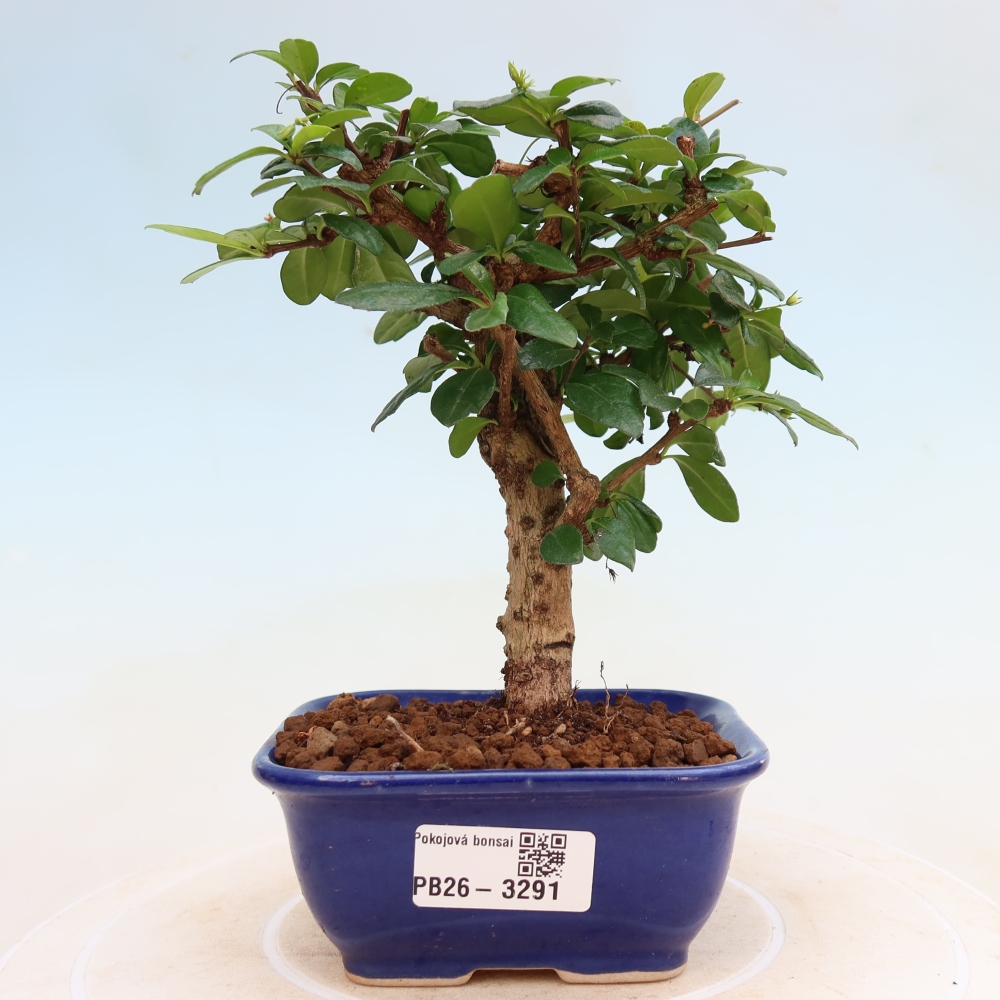 Bonsaï de chambre - Carmona macrophylla - Tea fuki