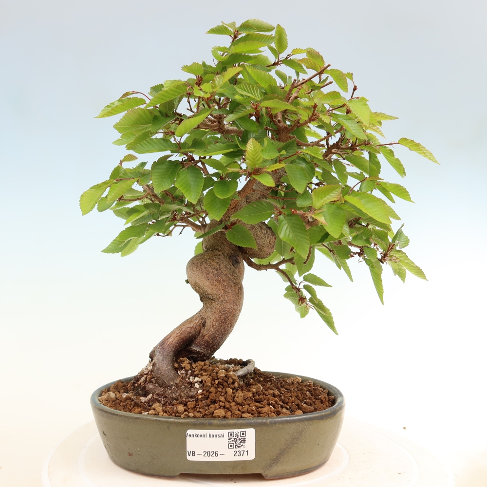 Bonsaï d'extérieur -Carpinus Coreana - Charme de Corée