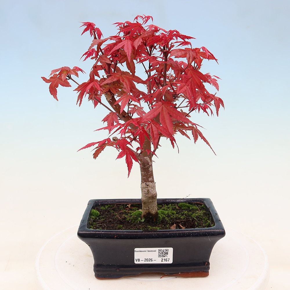 Bonsaï d'extérieur - Acer palmatum DESHOJO