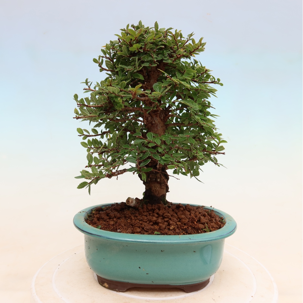 Bonsaï d'extérieur - Zelkova - Zelkova NIRE