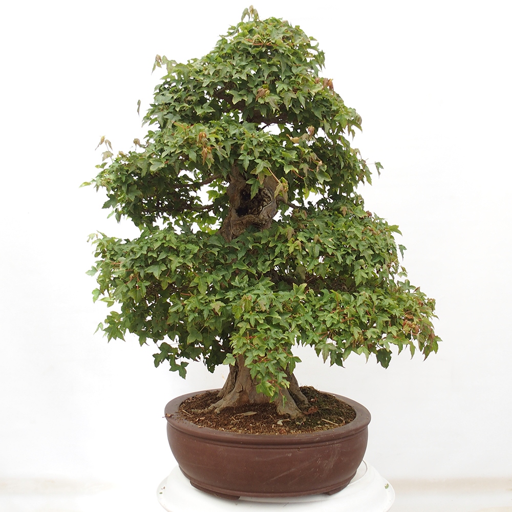 Bonsaï d'extérieur - Acer Buergerianum - Burger Maple