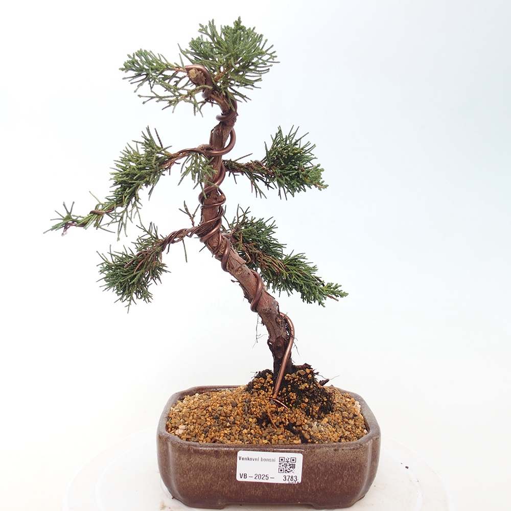 Bonsaï d'extérieur - Juniperus chinensis Kishu