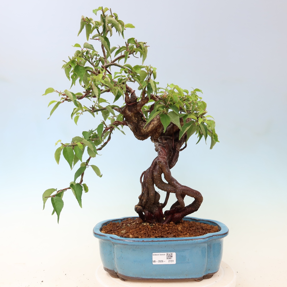 Bonsaï d'extérieur - Abricotier japonais - Prunus Mume