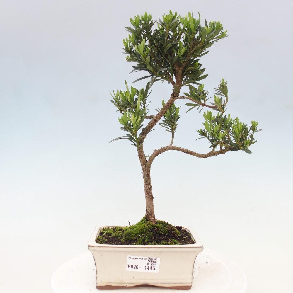 Salle bonsaï - Podocarpus - If en pierre