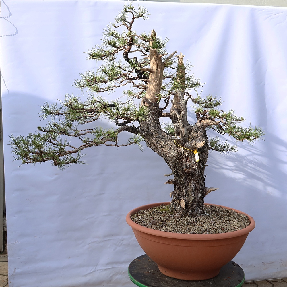 Pinus sylvestris Espagne - pin sylvestre