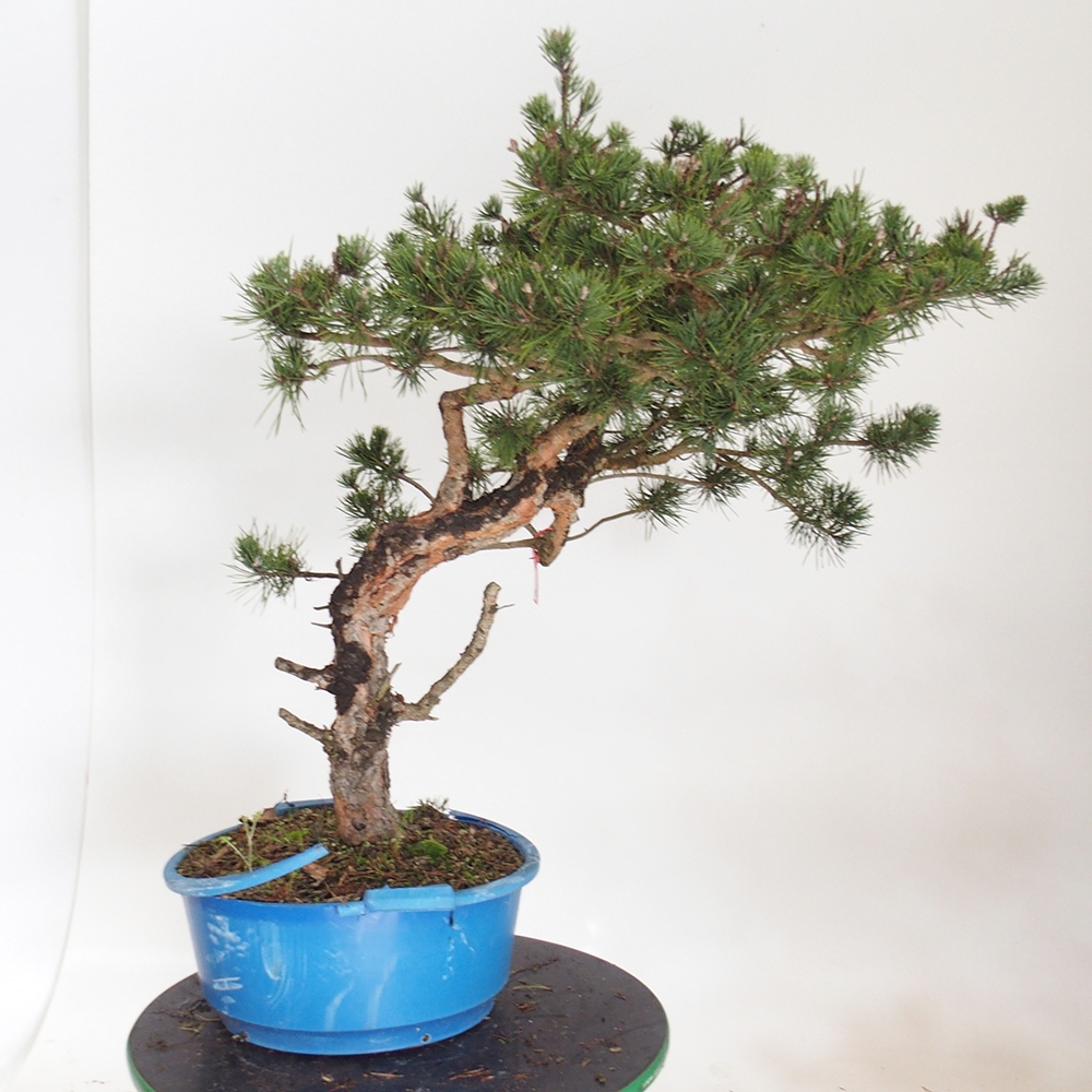 Yamadori - Pinus sylvestris Espagne