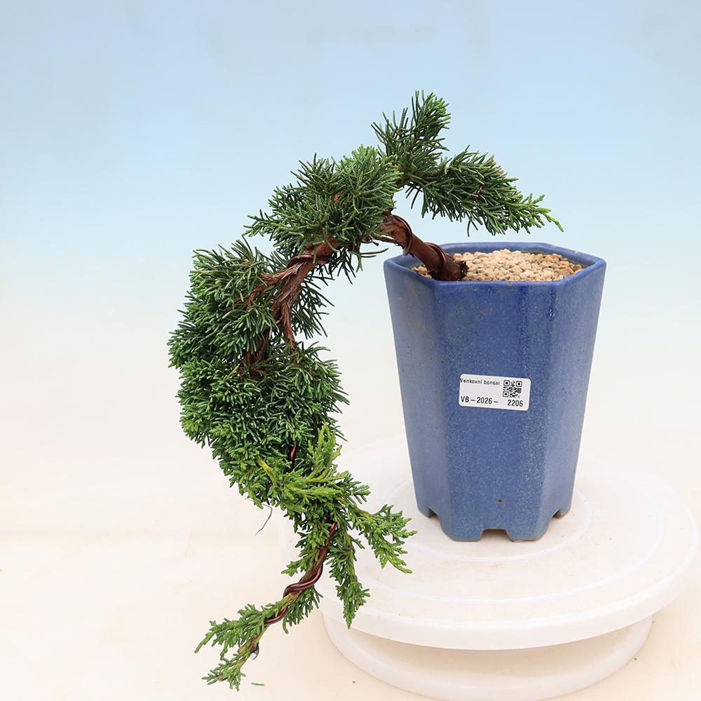 Bonsaï d'extérieur - Juniperus chinensis Kishu