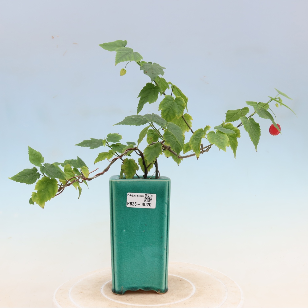 Bonsaï d'intérieur - Abutilon Big Bell - Cloudberry