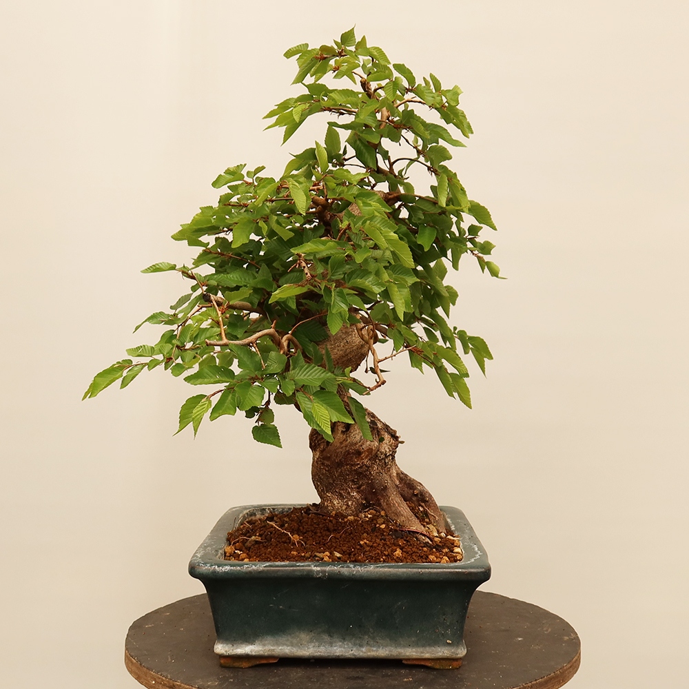 Bonsaï d'extérieur -Carpinus Coreana - Charme de Corée