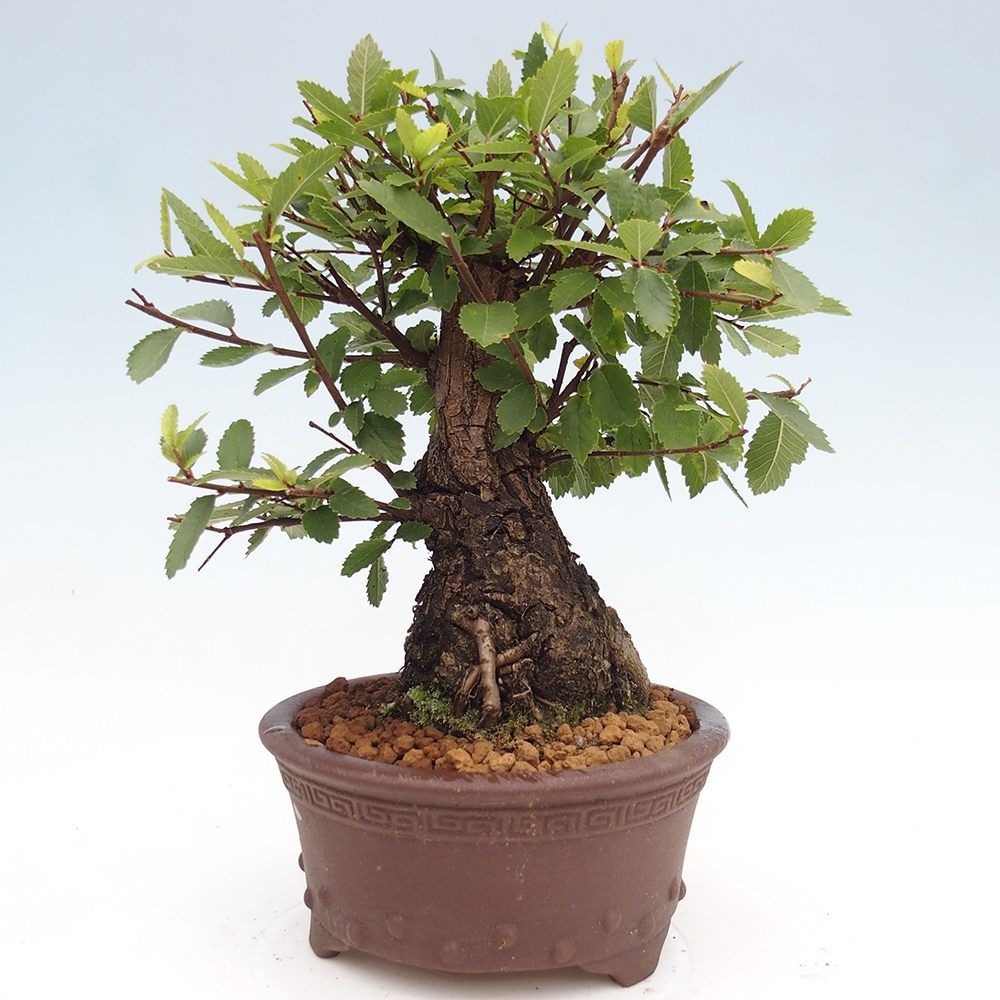 Bonsaï d'extérieur - Zelkova - Zelkova NIRE