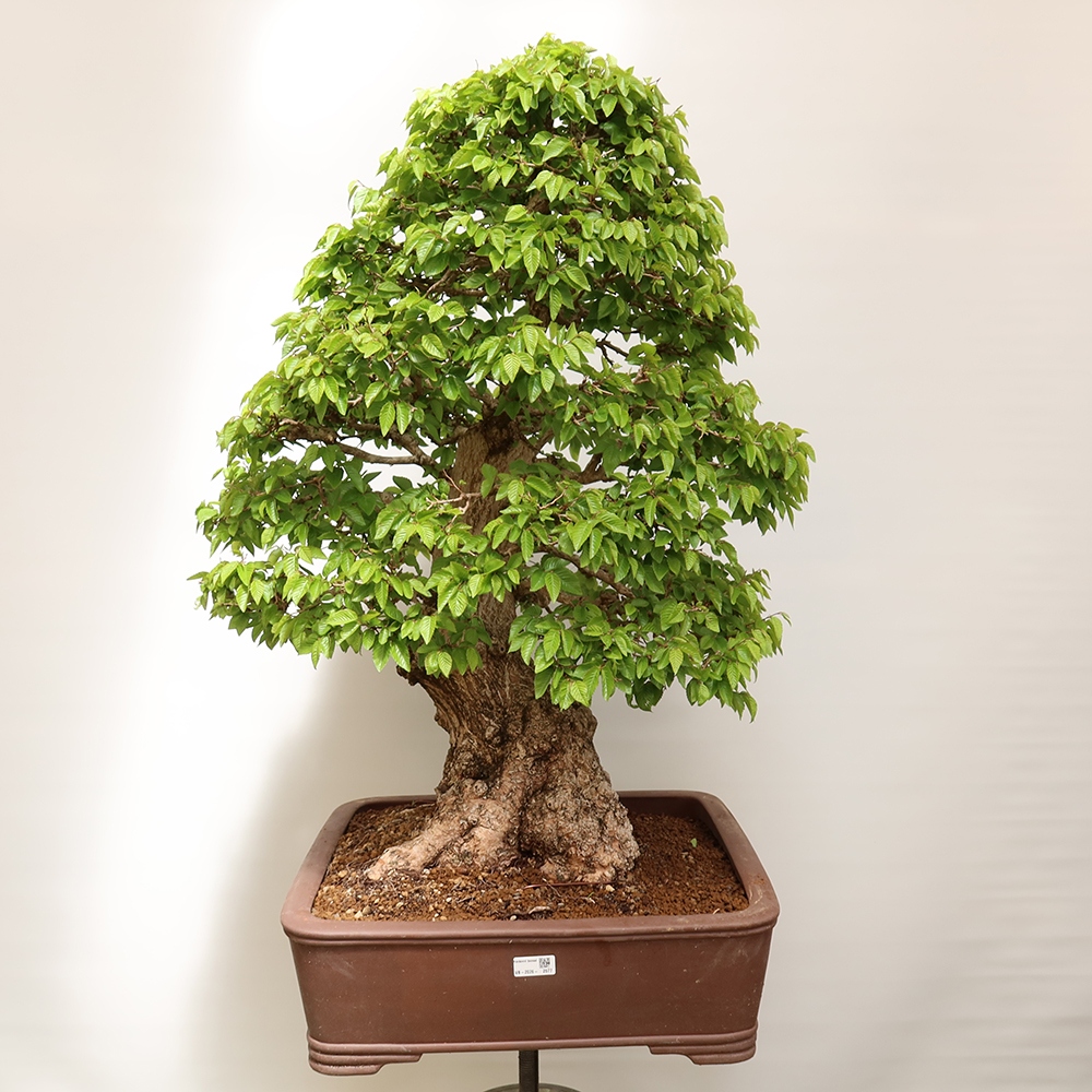 Bonsaï d'extérieur -Carpinus Coreana - Charme de Corée