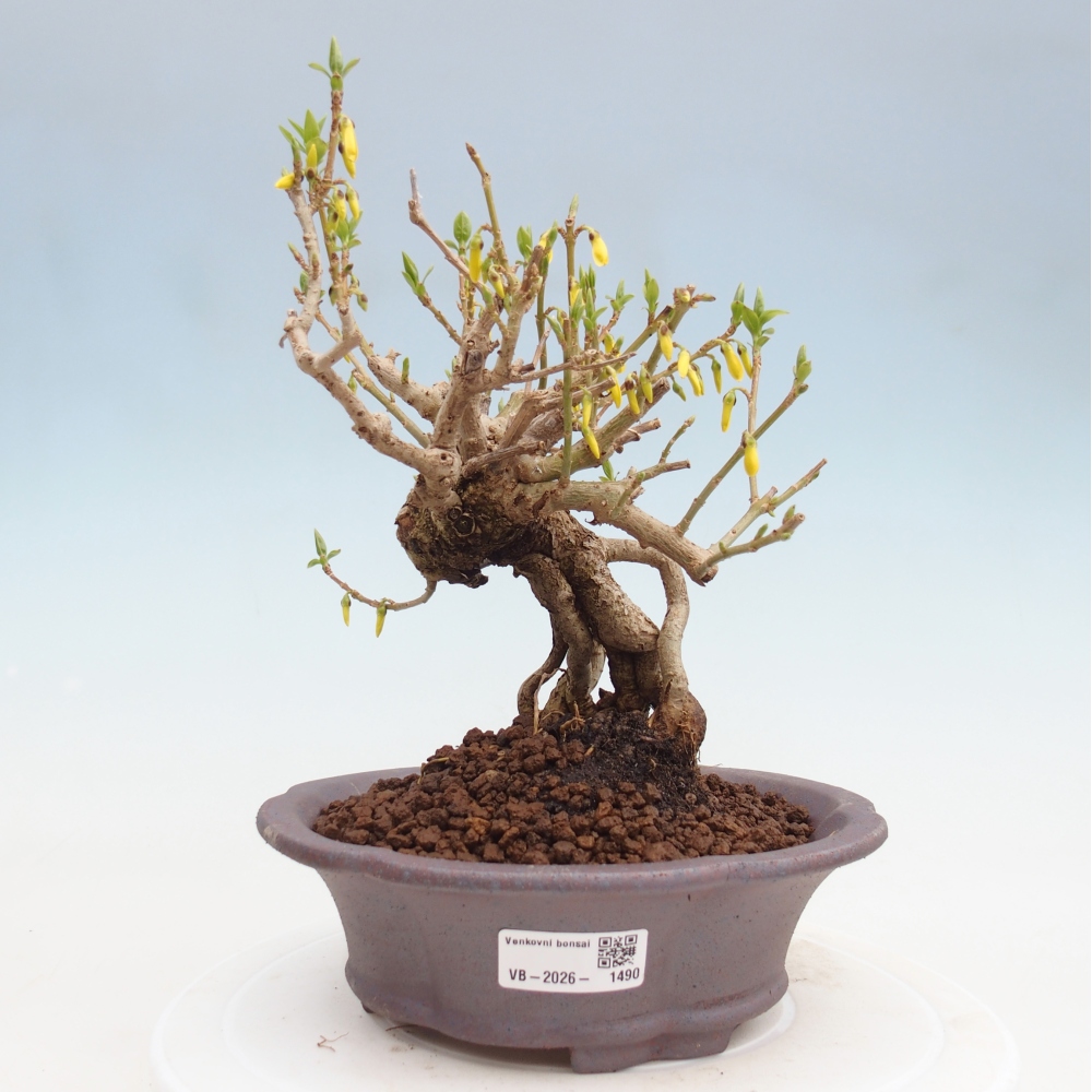 Bonsaï d'extérieur - Zlatice - Forsythia koreana