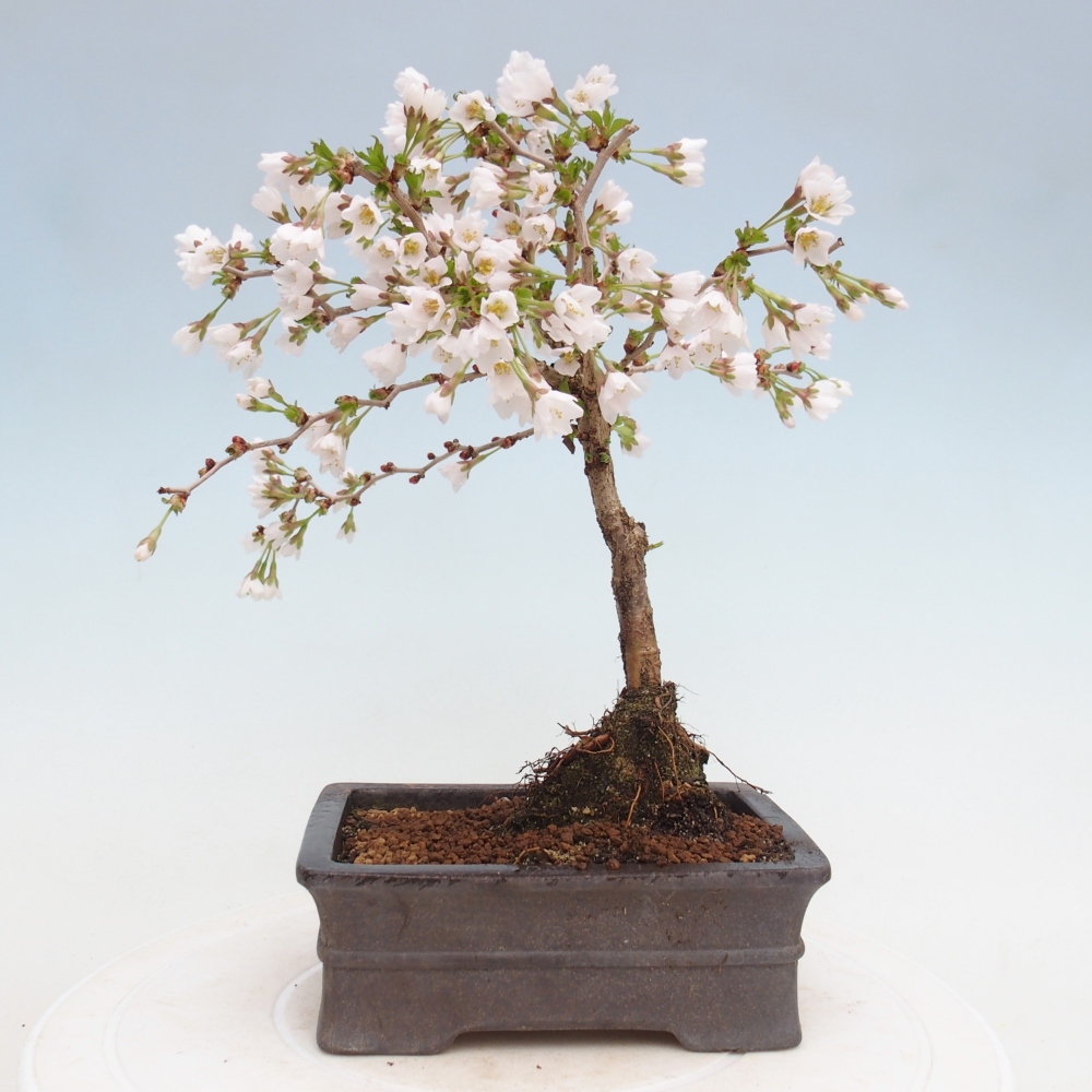 Bonsaï d'extérieur - Prunus incisa Kojou-no mai-Plivon découpé