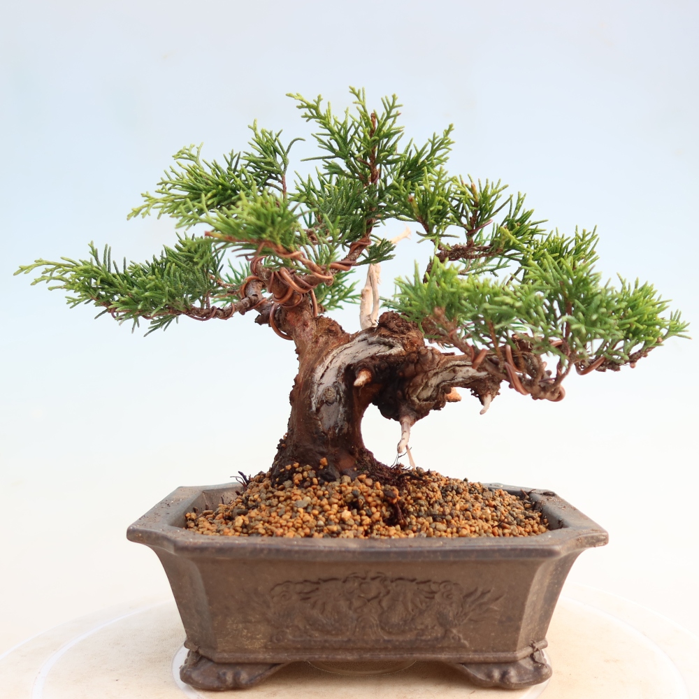 Bonsaï d'extérieur - Juniperus chinensis Itoigawa