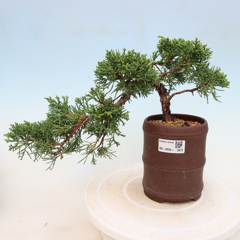 Bonsaï d'extérieur - Juniperus chinensis Kishu